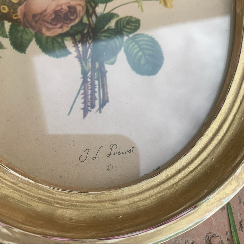 Vintage Framed Oval Botanical Print by Jean Louis (J.L.) Prevost Cottagecore Art - Picture 16 of 16